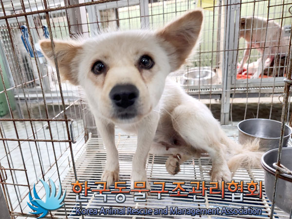 한국동물구조관리협회_441560202300939